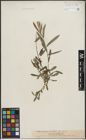 Foto von Salix purpurea L.